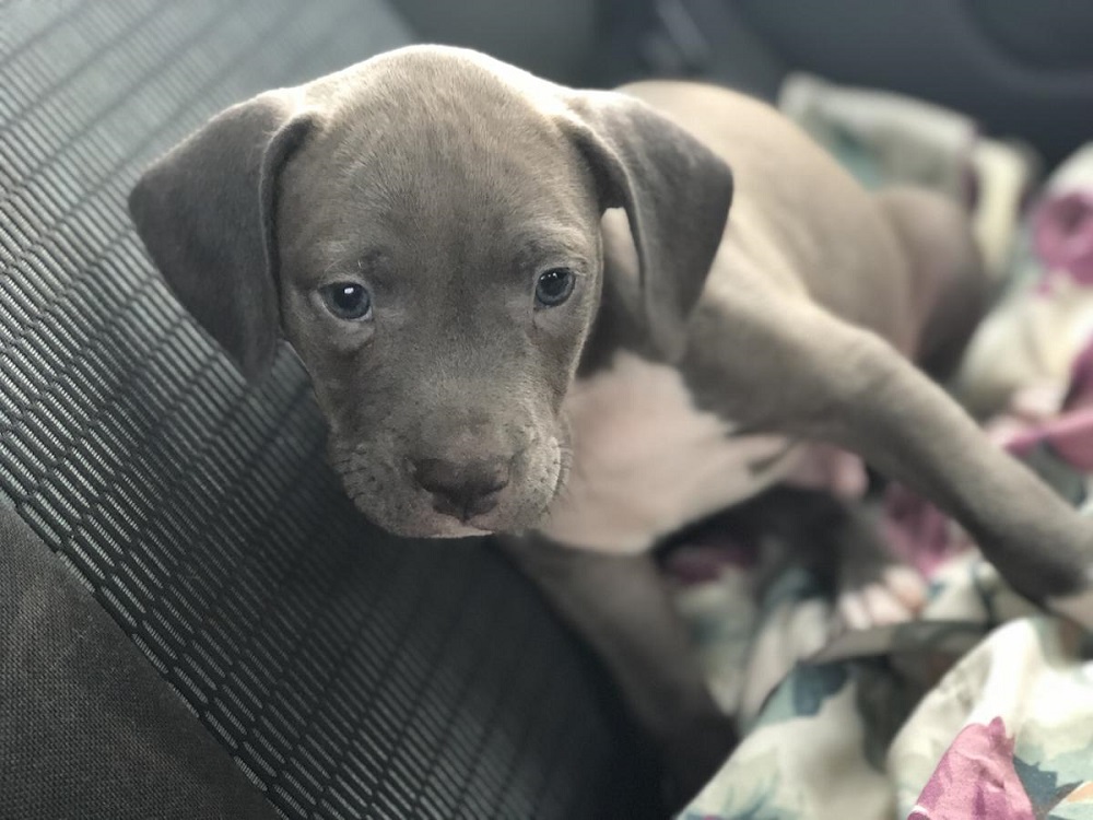 Blue Hair Pitbull Puppies for Adoption - wide 4